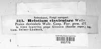 Helotium claviculare image